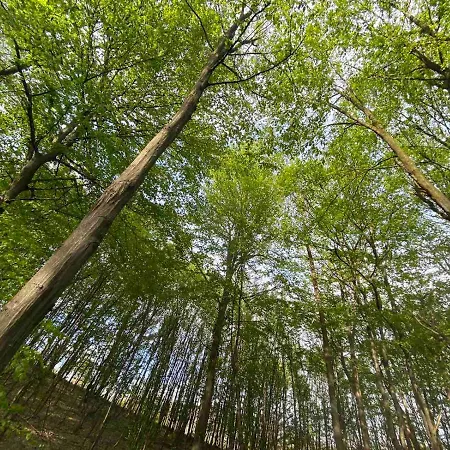 Civova Brvnara Casa de Férias Rudnik Kačerski